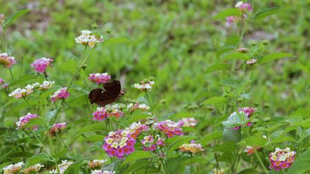 深圳好玩景点地铁路线,深圳好玩免费景点地铁直达的