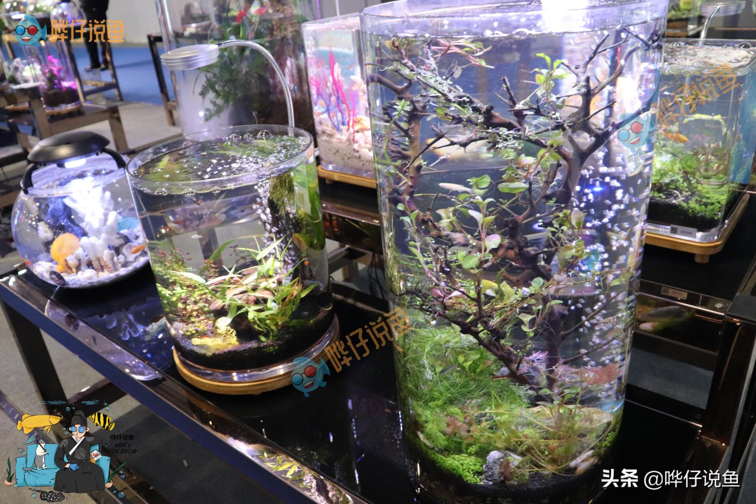 圆形鱼缸对鱼残忍吗,圆形鱼缸适合养什么鱼