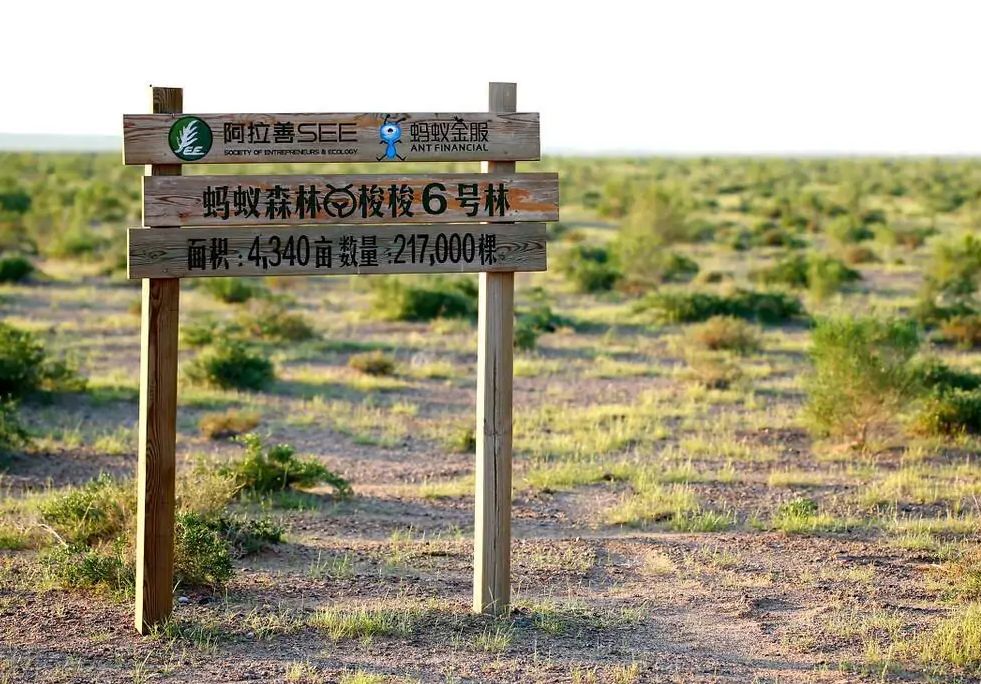 阿里蚂蚁森林怎么赚钱的,蚂蚁森林真的是阿里巴巴掏钱吗