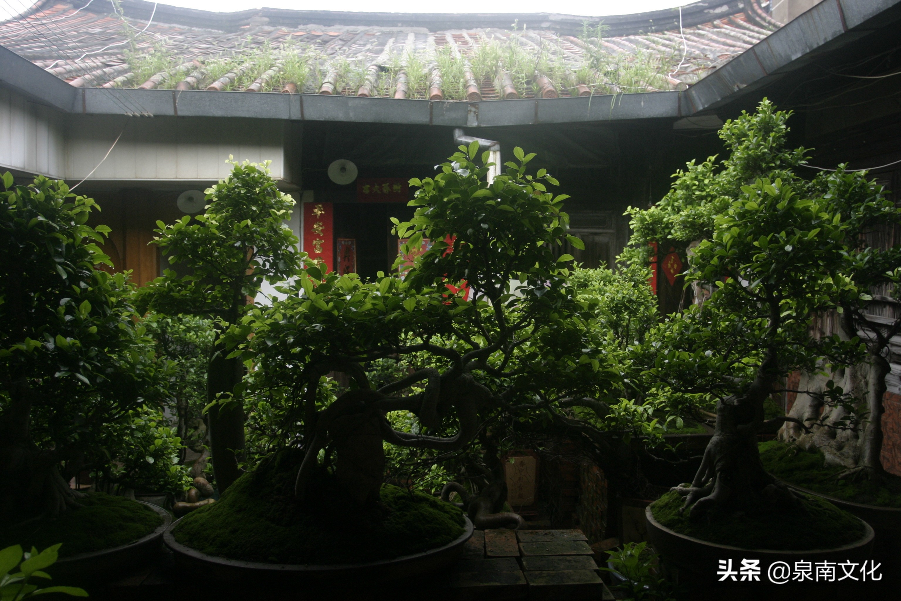 泉州中山路两侧巷道踏勘日记(三):奎霞巷、会通巷、通政巷等