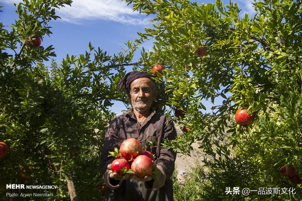 伊朗波斯石榴在哪里,伊朗石榴与波斯石榴