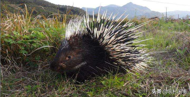 豪猪到底要怎么拿下,豪猪的养殖与管理