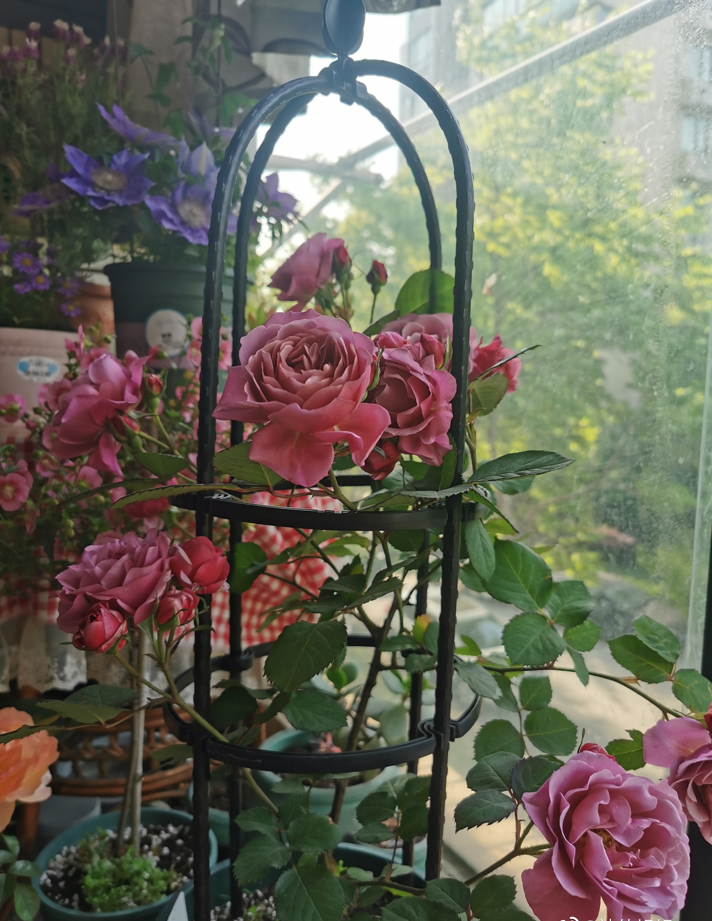 新手养什么花好看又好养,新手养什么盆栽最好