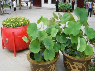 荷花怎么种植,令箭荷花养殖