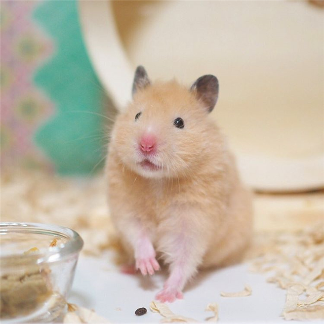 从仓鼠睡姿看出仓鼠是否信任主人,仓鼠向主人露牙齿