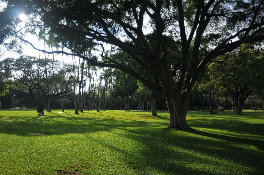 什么树春季飞白絮,夏季飘白絮是哪些树