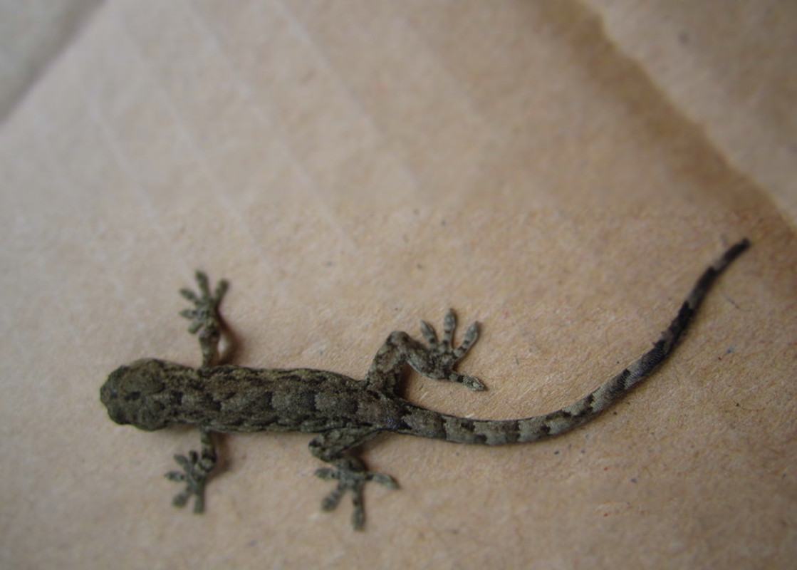 人畜无害的壁虎为什么会列入五毒,五毒之一壁虎为什么有毒