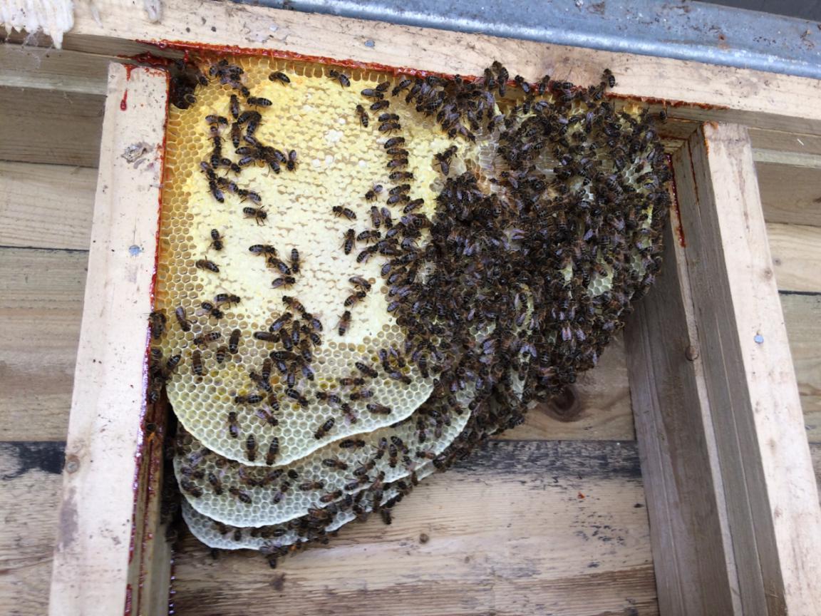 中蜂横养和竖养哪个产蜜量高,中蜂活框饲养怎么取蜜