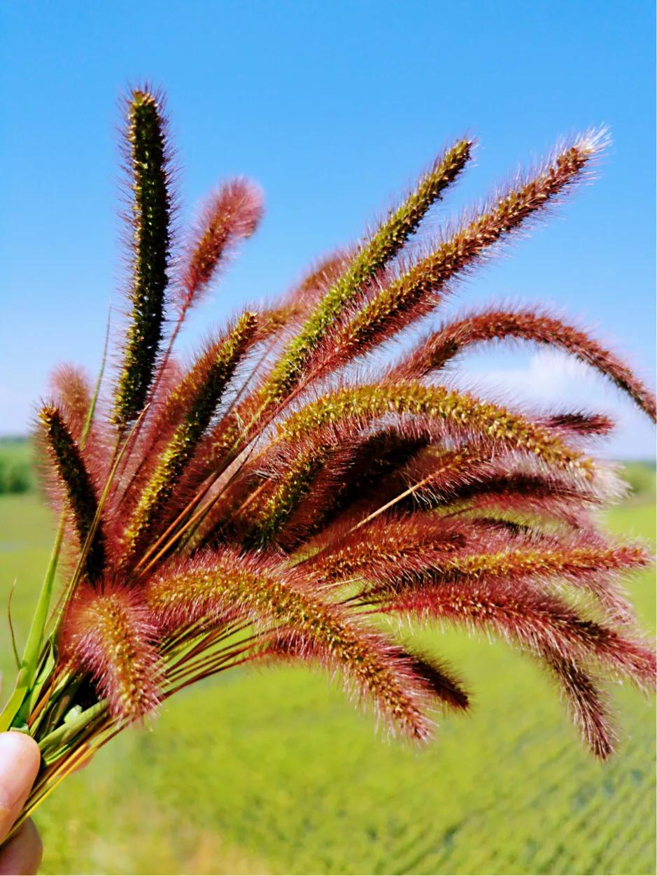 滹沱河畔冬日美景,滹沱河边漫步赏美景
