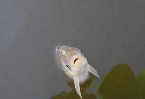 子线打结怎么才不断,子线一般要怎么打结更不容易断