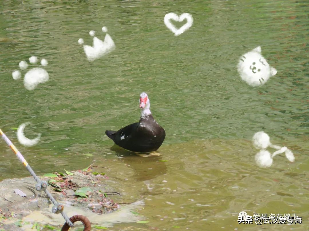 清凉寨樱花烂漫,清凉寨野景