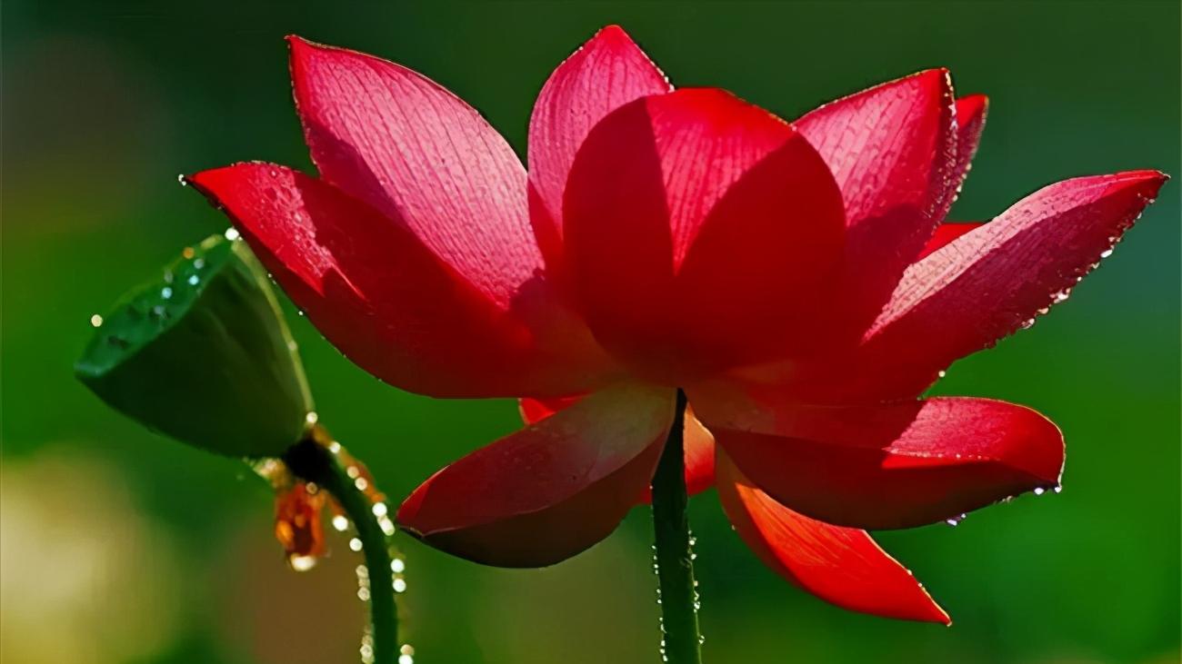 杜甫绝句中描写荷花的诗句,爱莲说中有几种描写荷花的诗句