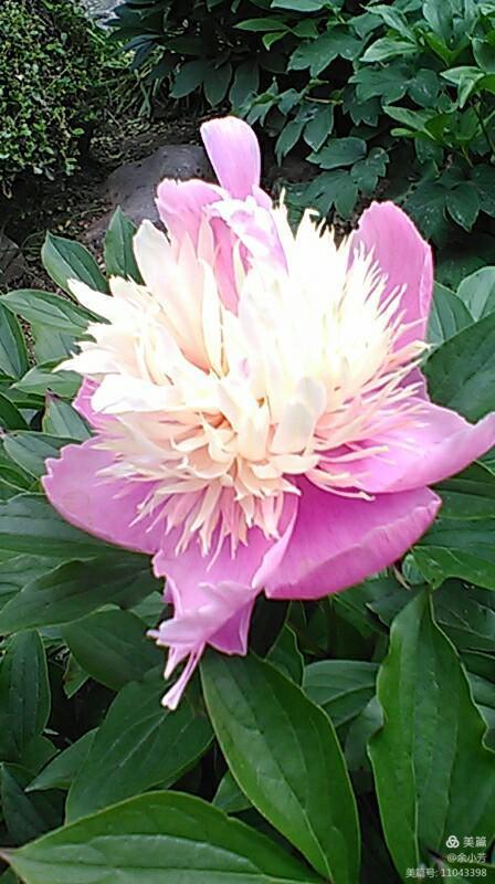 上海中山公园介绍,上海中山公园