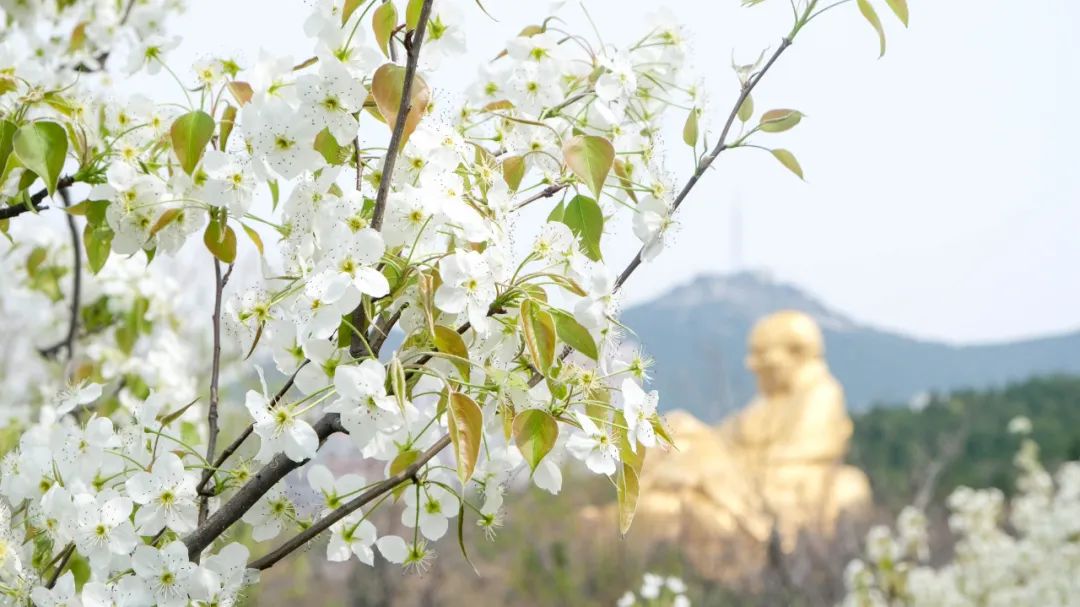 济南3月免费赏花攻略,花都开了济南周边赏花攻略收好
