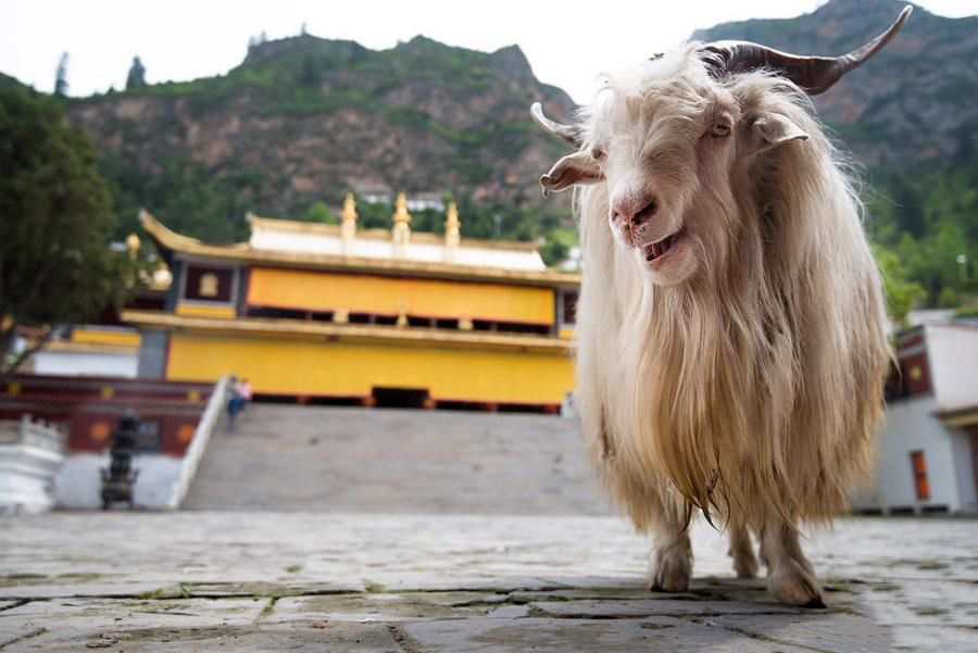 澳洲山羊奶洁面,山羊奶护肤