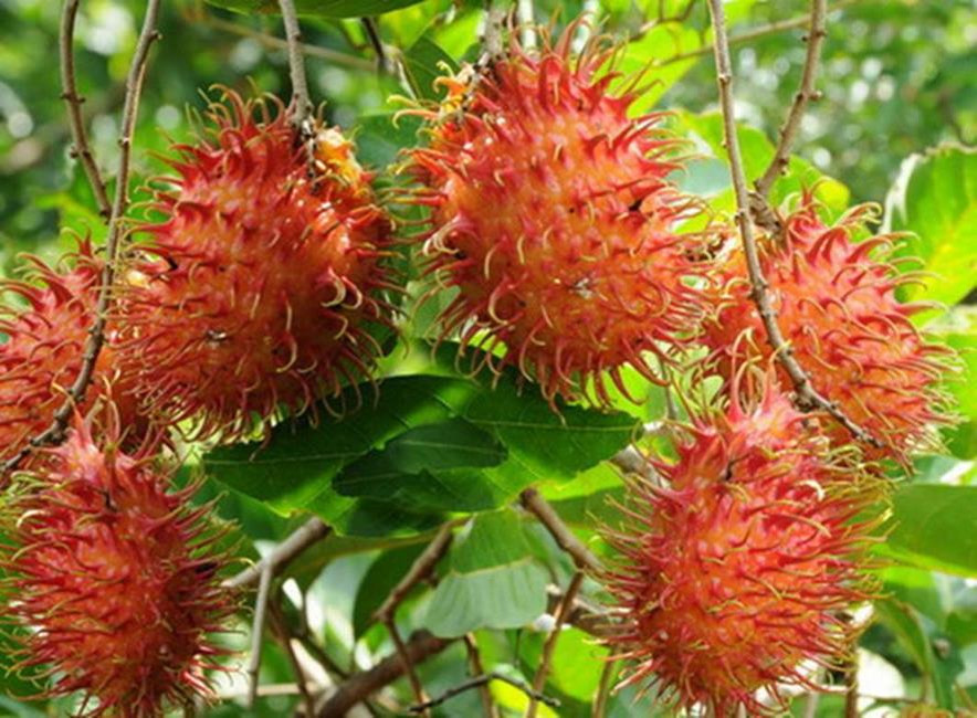 百种味道的果子,四季百种果子图片