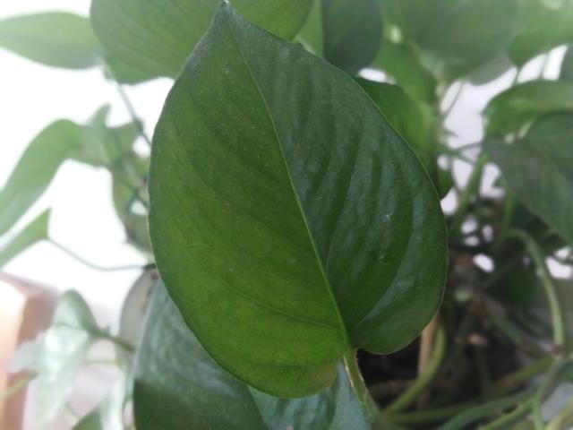 一盆绿萝每天能吸收多少二氧化碳,一盆绿萝一天能吸收多少二氧化碳