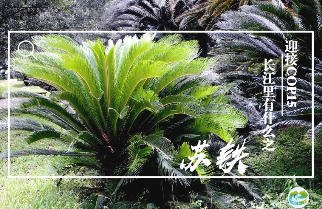 迎接COP15,保护生物多样性丨长江里有什么之“巴蜀之宝”苏铁