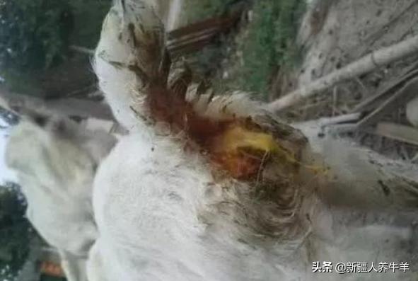 冬季羔羊疾病怎么样防治,羔羊病的症状和治疗方法