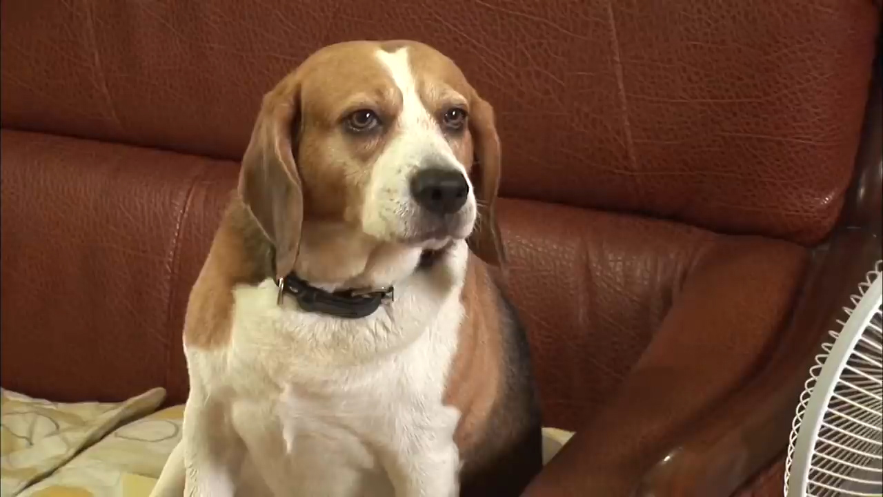 比格犬幼崽被打,比格犬咬猫咪