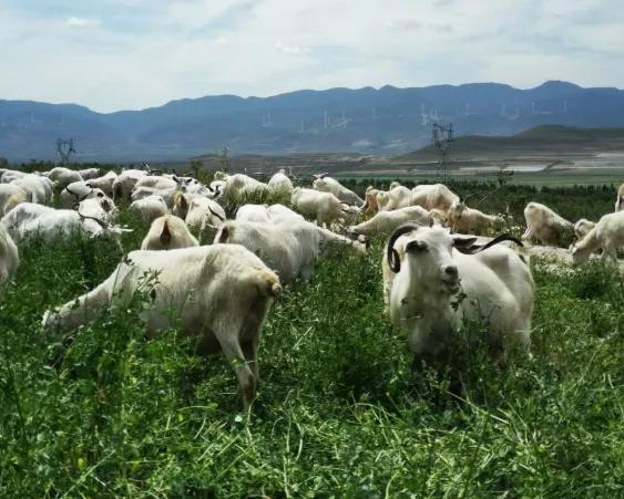 黄金奶源基地的羊奶,黄金奶源地奶粉