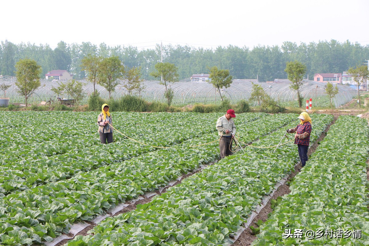 多年生蔬菜水果种植,种植蔬菜及蔬菜育苗技术