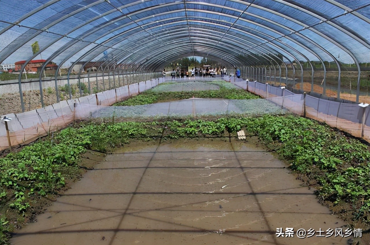 蟾蜍养殖技术到哪里学,蟾蜍养殖技术合作基地