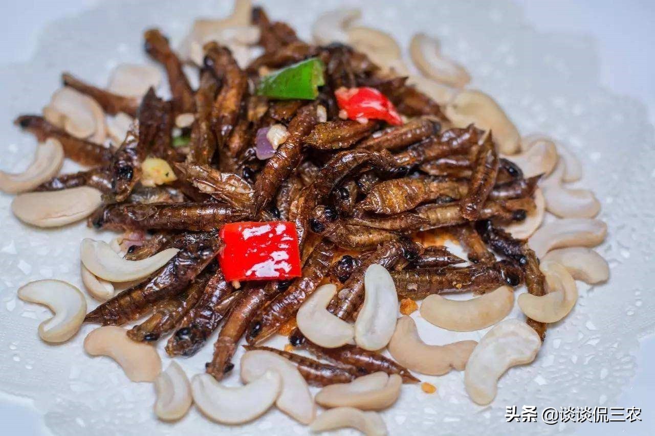 长得像螳螂，一年吃掉上万只蚊子，被人当美食吃，油炸嘎嘣脆