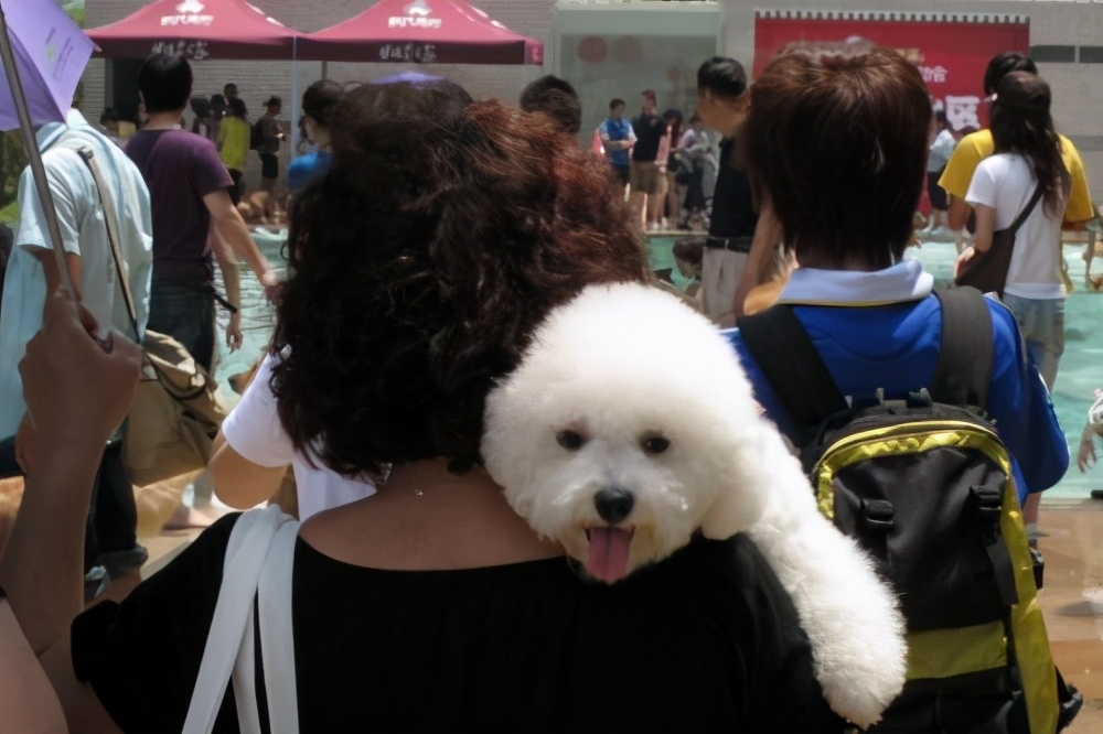 谨慎!不要再用这几种方式遛比熊了,会伤害到它