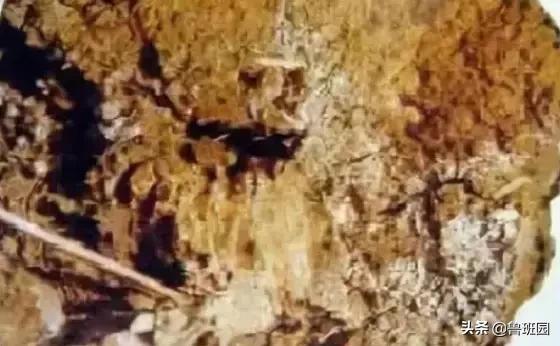 木材受潮腐烂修复,防止木材开裂的最好方法