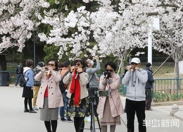 半岛叨叨丨满园尽带“浪漫粉”！樱花节开幕，打造城市IP！看青岛如何撬动美丽经济