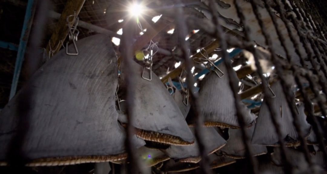 如果让鲨鱼开口，它们会说：“你们对我们有偏见！”