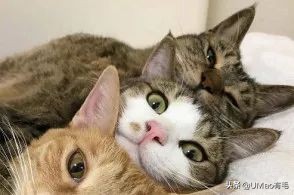 刷毛神器猫毛清理器,真正好用的猫去毛神器