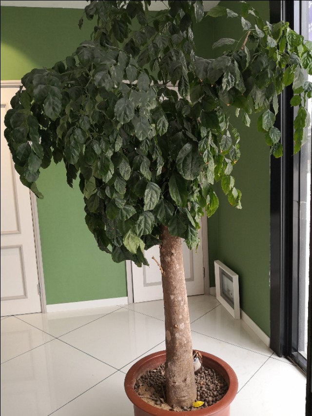 幸福树卷叶是什么原因引起的,幸福树生虫怎么解决