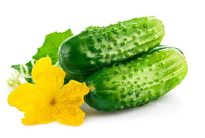 水果黄瓜要高产质优,栽培管理要掌握6个技术关键点