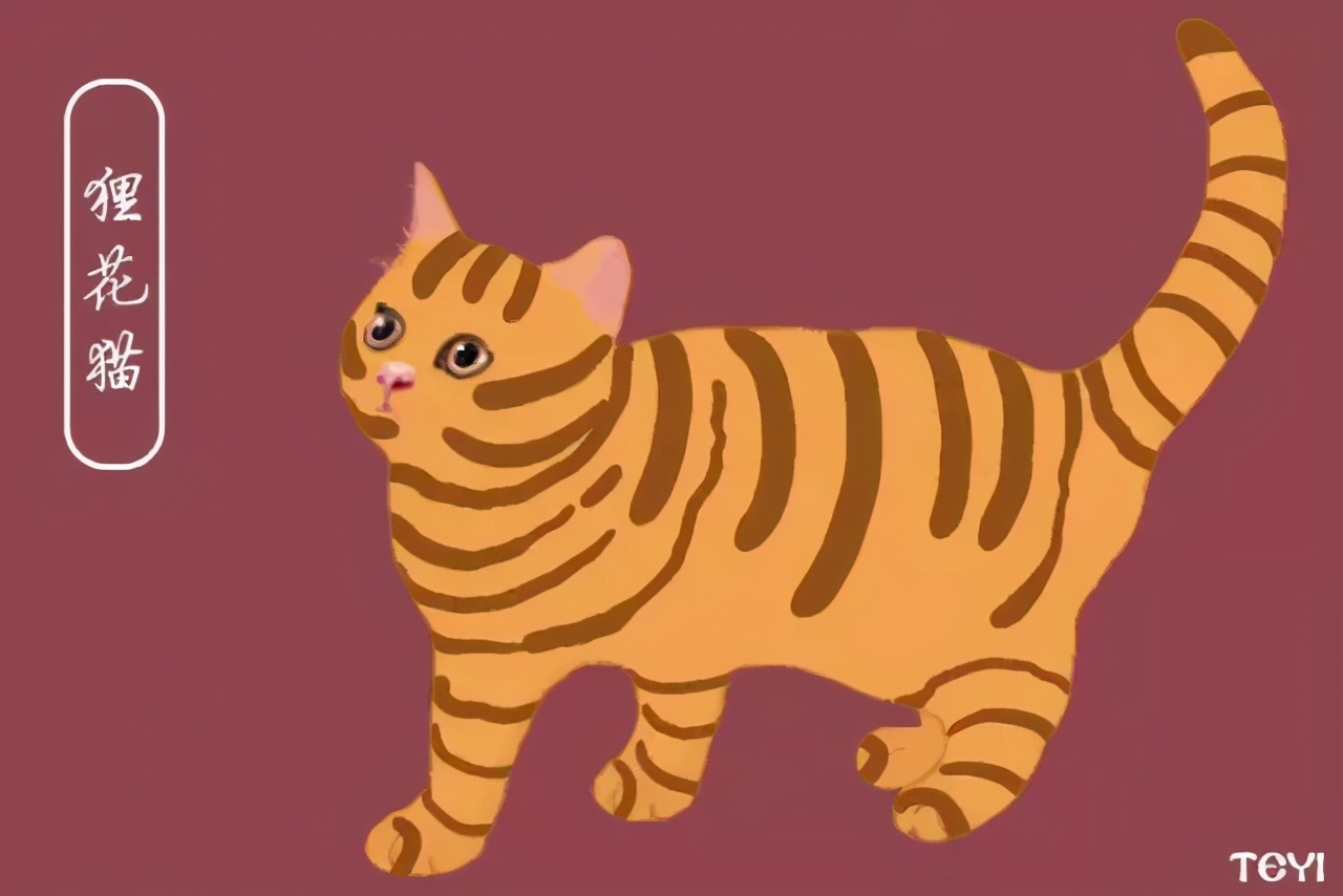 中华田园猫的品种介绍和图片大全,常见中华田园猫品种名称