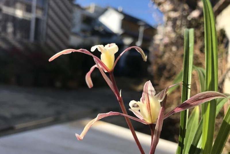 兰花药害和肥害有什么区别,兰花肥害的症状及解救方法