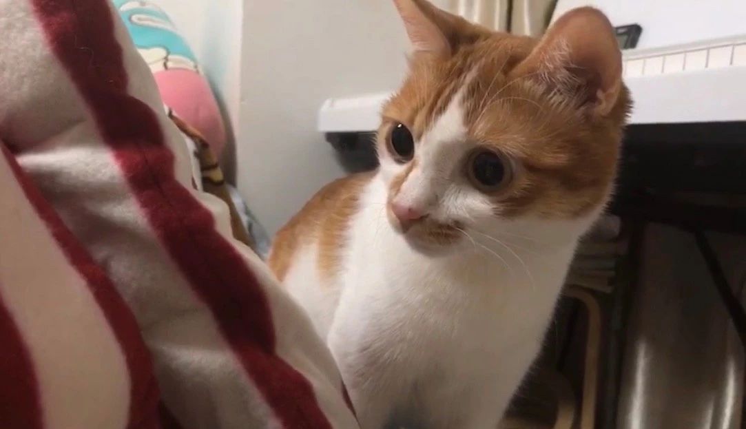 成年猫咪挑食不吃猫粮怎么纠正,猫咪挑食不吃猫粮怎么纠正呢