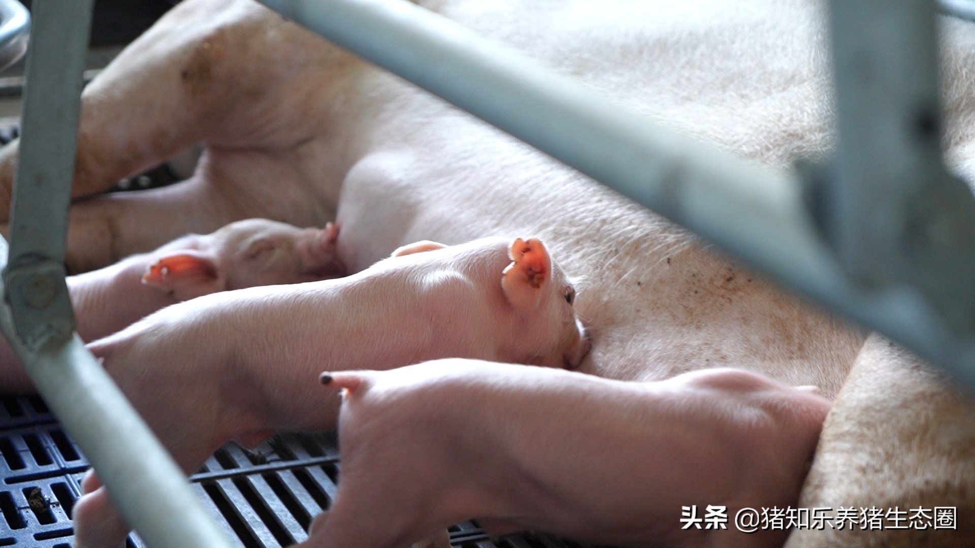 初乳是什么？初乳如何保护仔猪的？