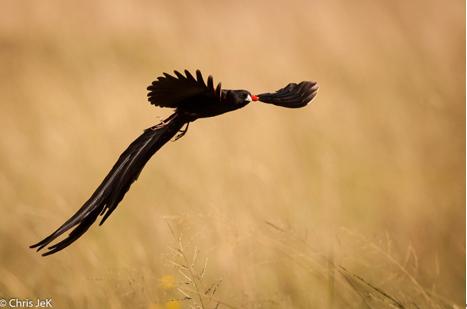 人类进化背后的万年相亲博弈:我们的祖先也爱酷哥