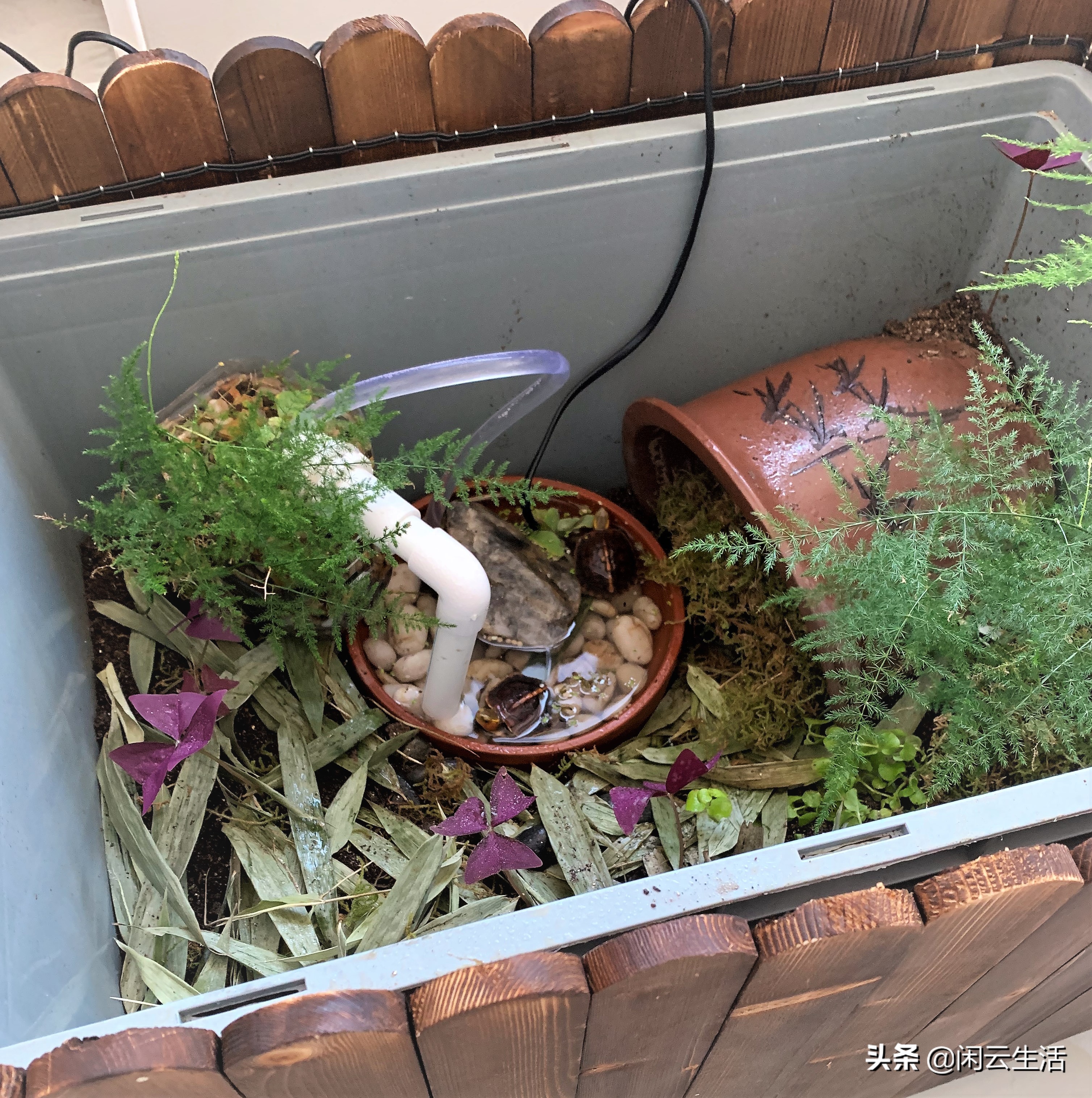 大型草龟家庭饲养环境布置,龟饲养环境怎样布置