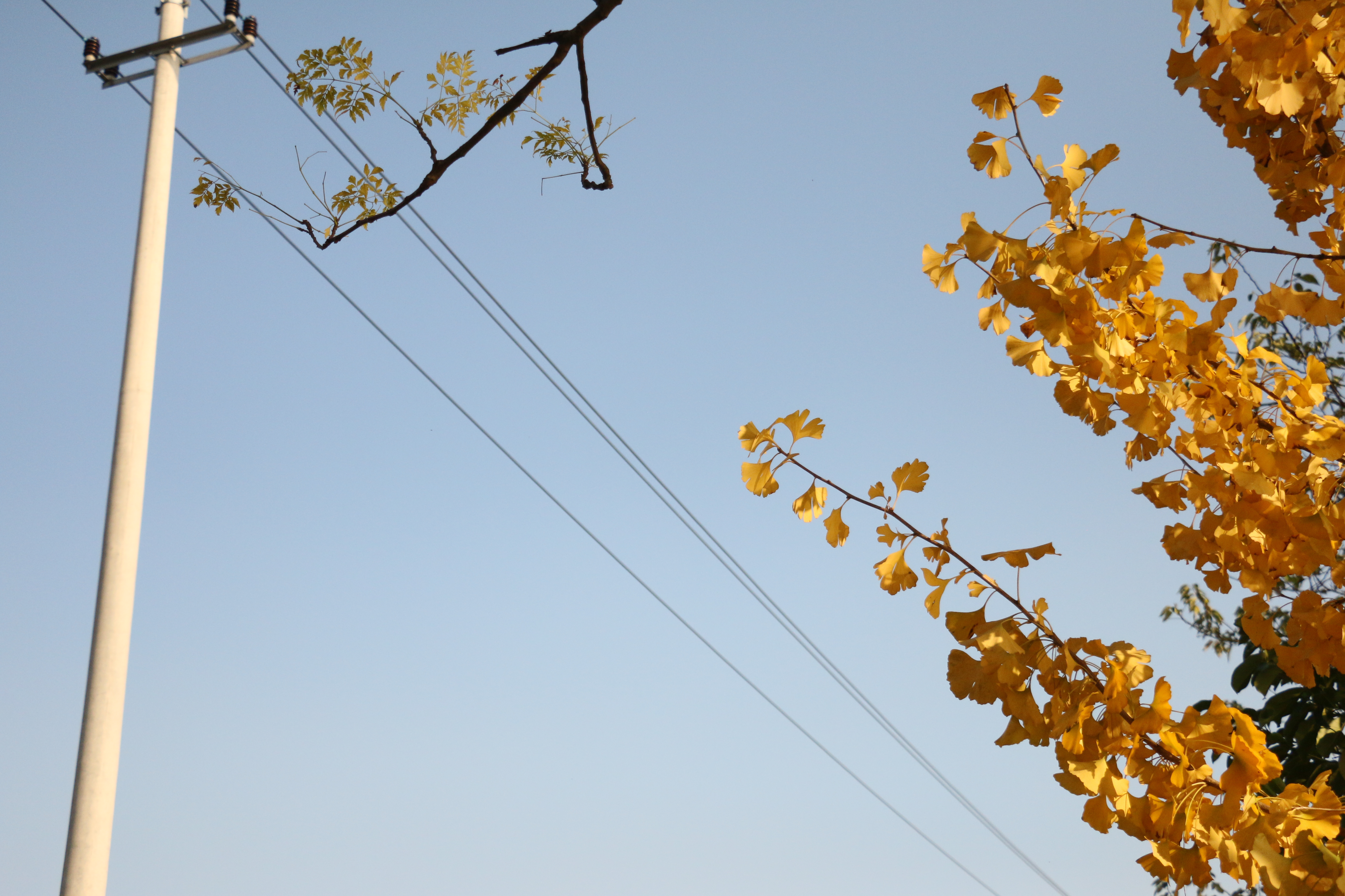 淘宝卖多肉为什么便宜了,多肉很便宜了