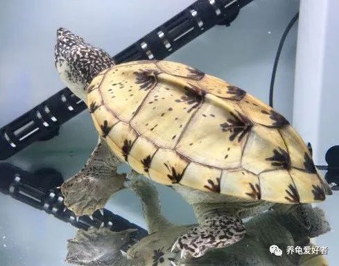 今年值得入手的蛋龟,蛋龟为什么受欢迎