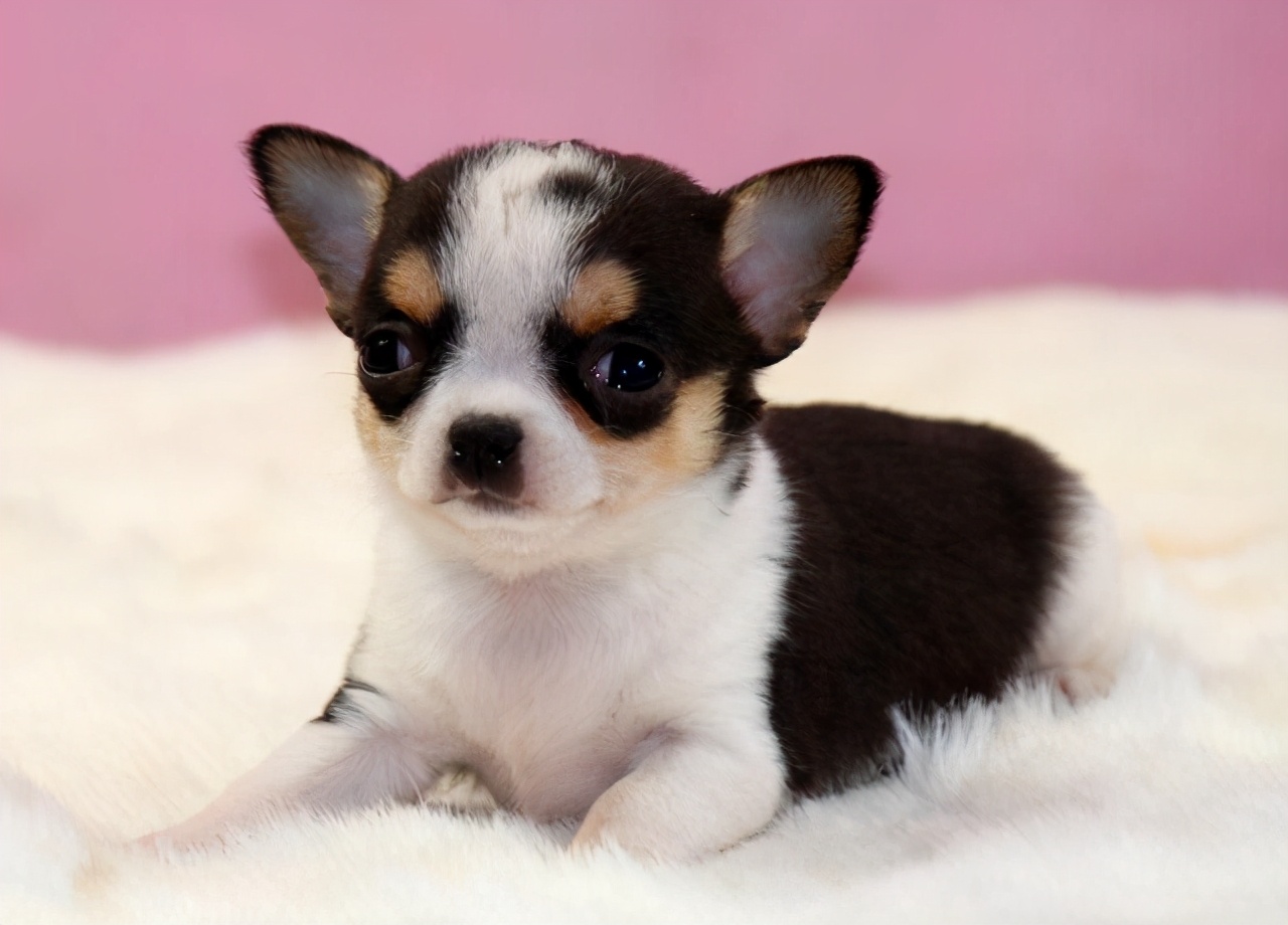 养吉娃娃的十大忌讳,吉娃娃十大忌讳