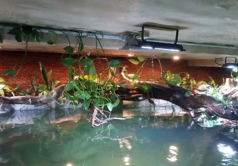 自己做大型水陆缸,在家自己打造一个沙漠缸