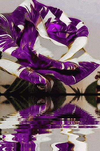 几十张绝美的图,绝美花的倒影100张图片