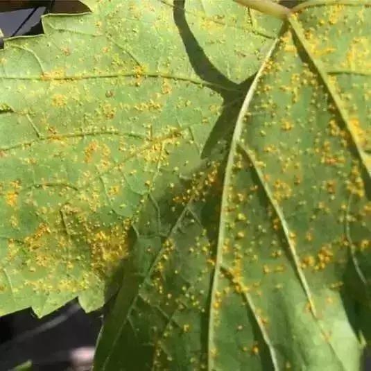 葡萄长锈斑图片,葡萄上有锈斑是什么品种