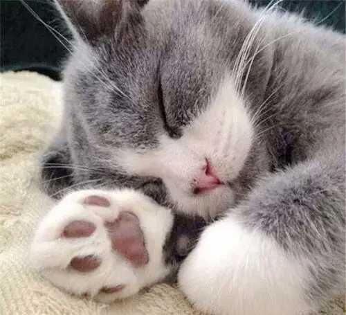 有什么办法可以让猫咪不要抓沙发,猫咪老是抓沙发怎么修复