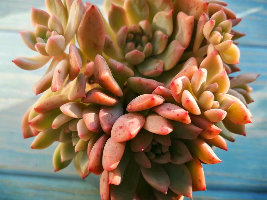 多肉叶片化水是什么原因造成的,多肉淋雨叶片化水怎么办