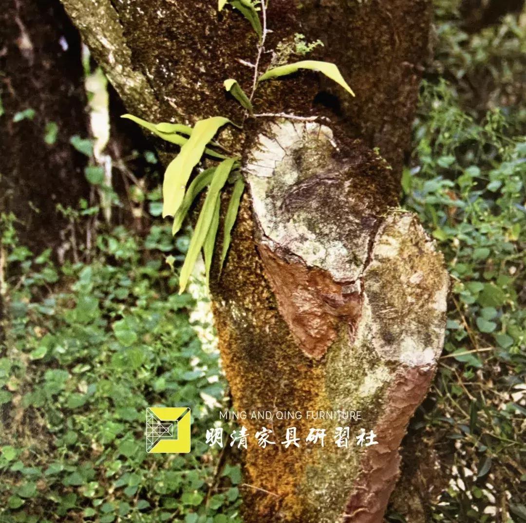 黄杨中君子有哪些品质,木中君子黄杨作品